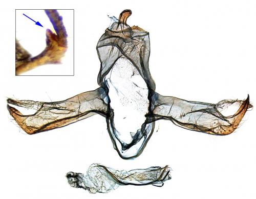 Réf. 209 839 : Blastobasis phycidella